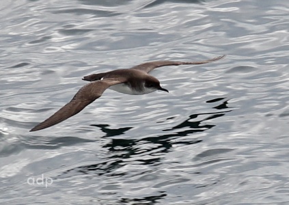 Manx Shearwater (Puffinus puffinus) bleached brown, Alan Prowse